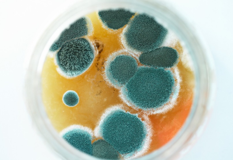 カビ菌と抗生物質